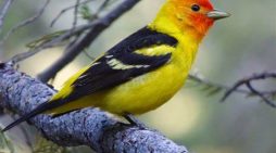 Sheila A. McIntyre 1937 ~ 2025