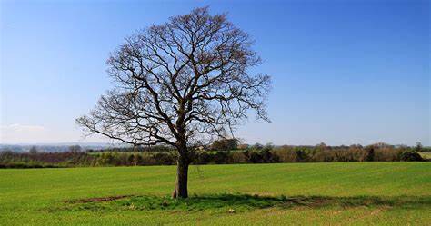 Mr. Gilbert Blanco October 18, 1947 ~ November 8, 2025 (age 78)