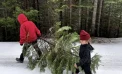 Christmas Tree Permits Now Available from the Stanislaus National Forest