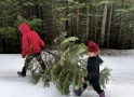 Christmas Tree Permits Now Available from the Stanislaus National Forest