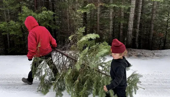 Christmas Tree Permits Now Available from the Stanislaus National Forest