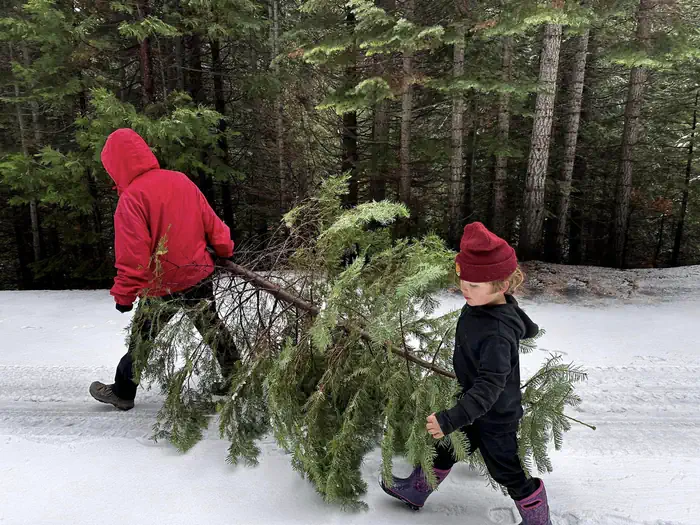 Christmas Tree Permits Now Available from the Stanislaus National Forest