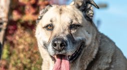 Make Chonkers Your Big Chonkers Today!