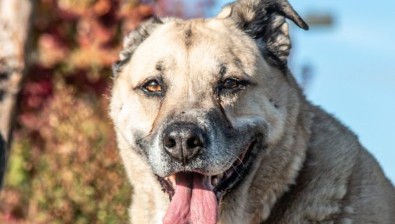 Make Chonkers Your Big Chonkers Today!