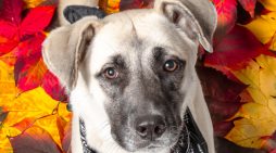 Let Poppy Bloom in Your Family