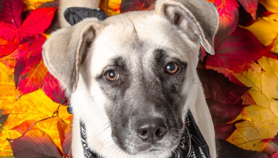 Let Poppy Bloom in Your Family