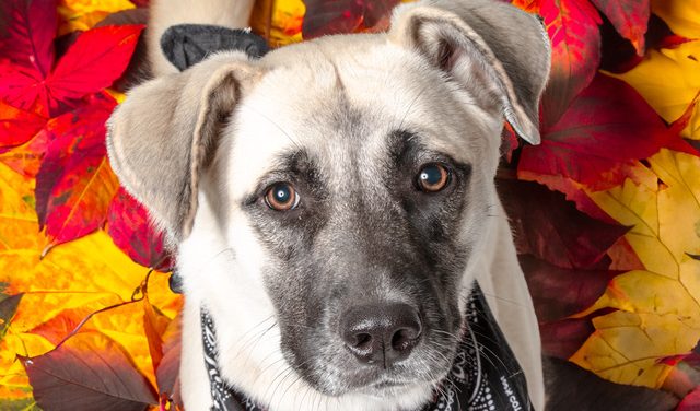 Let Poppy Bloom in Your Family