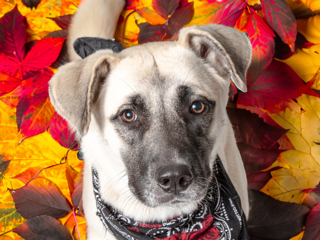 Let Poppy Bloom in Your Family