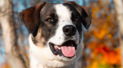 Make Radar Part of Your Family Today!!