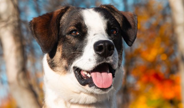 Make Radar Part of Your Family Today!!