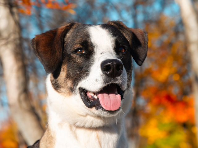 Make Radar Part of Your Family Today!!