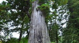 Walter Sangray 1951 ~ 2025