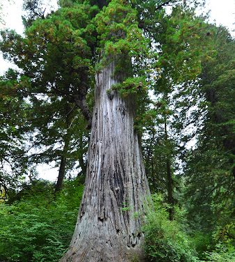 Walter Sangray 1951 ~ 2025