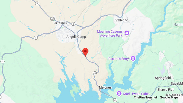 Traffic & Bovine Update….15 or More Cows Looking for Greener Christmas Grass Near Hwy 49 & Whittle Road