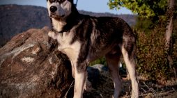 You Will Be Over the Moon for Moon!  Adopt Him Today!