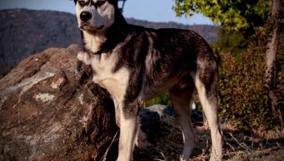 You Will Be Over the Moon for Moon!  Adopt Him Today!