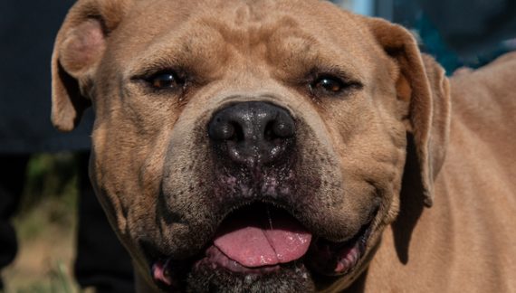 Let Norman Conquest Your Heart!  Adopt Him Today!!