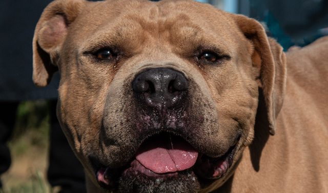 Let Norman Conquest Your Heart!  Adopt Him Today!!