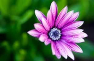 Michele Shaw 1959 ~ 2025