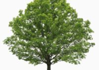 Sandra Mayfield 1949 ~ 2025