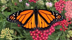 Mrs. Joyce A. Robertson (Thompson) 1942 ~ 2026