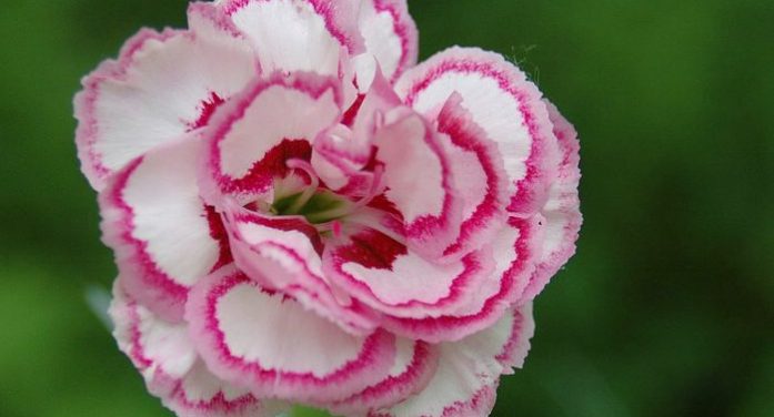 Mrs. Laura H. Soares 1956 ~ 2026