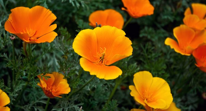 Karen Thumm 1954 ~ 2026