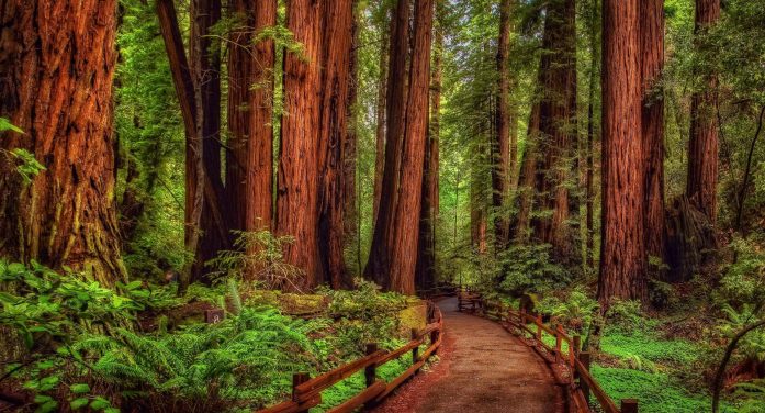 Mr. Adam Lee Hagerman 1962 ~ 2026