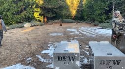 CDFW Rehabilitated Orphaned Bears Released in Calaveras County