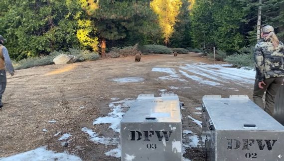 CDFW Rehabilitated Orphaned Bears Released in Calaveras County