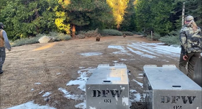 CDFW Rehabilitated Orphaned Bears Released in Calaveras County