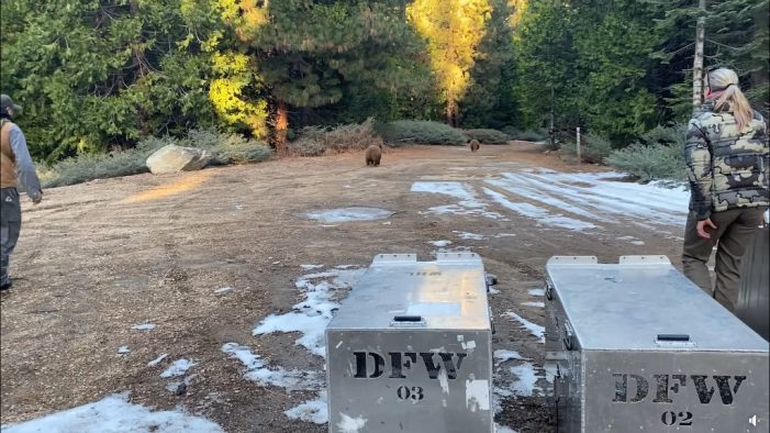 CDFW Rehabilitated Orphaned Bears Released in Calaveras County