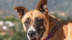 Make Mila Part of Your Family Today!!