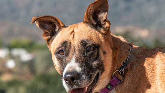 Make Mila Part of Your Family Today!!