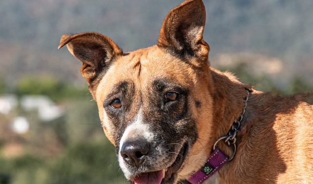 Make Mila Part of Your Family Today!!