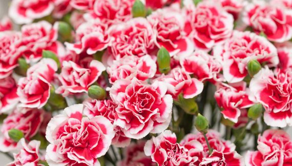 Mrs. Terri J. Solomon 1957 ~ 2026