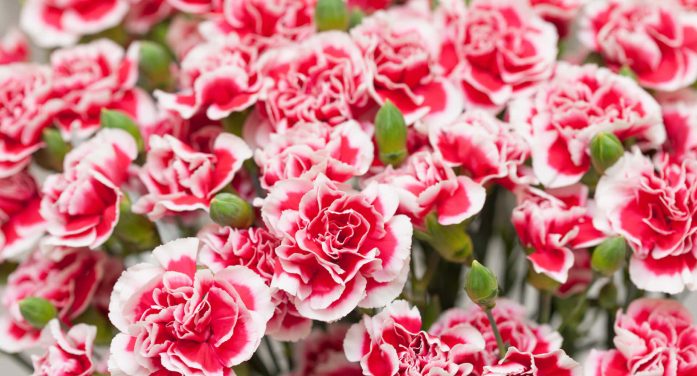 Mrs. Terri J. Solomon 1957 ~ 2026