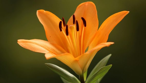 Mrs. Carol A. Reid 1943 ~ 2026