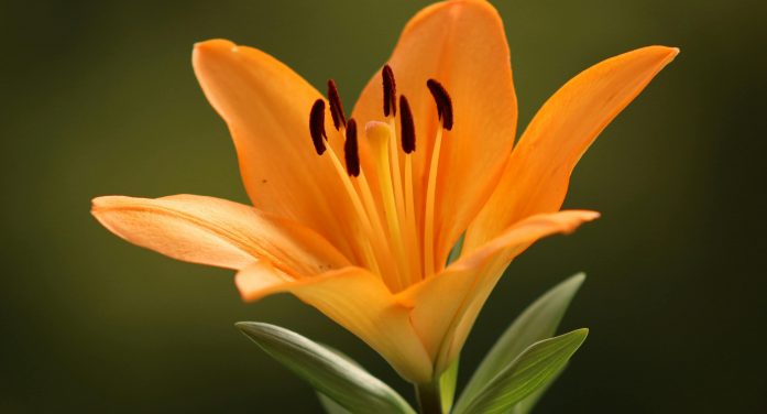 Mrs. Carol A. Reid 1943 ~ 2026