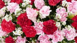 Mrs. Eva Candida Da Silva Leal 1932 ~ 2026