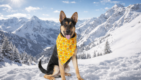 Make a Dash to Adopt Nash Today!!