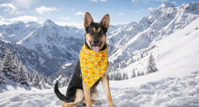 Make a Dash to Adopt Nash Today!!