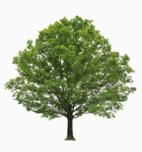 George P.Morris 1954 ~ 2026