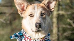 Sunny Will Add Sunshine to Your Life!  Adopt Her Today!!