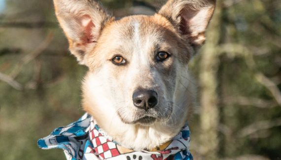 Sunny Will Add Sunshine to Your Life!  Adopt Her Today!!