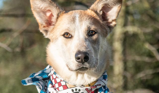 Sunny Will Add Sunshine to Your Life!  Adopt Her Today!!