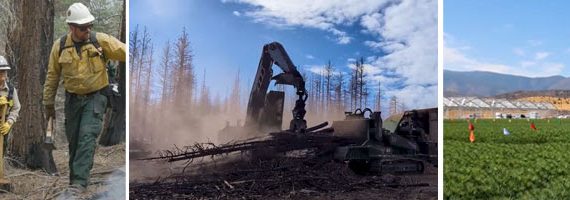 $10 Million Available to Promote Forest-Sector Business & Workforce Development