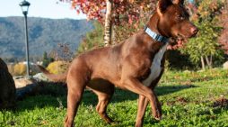 Add More Wiggles & Giggles to Your Family Today!