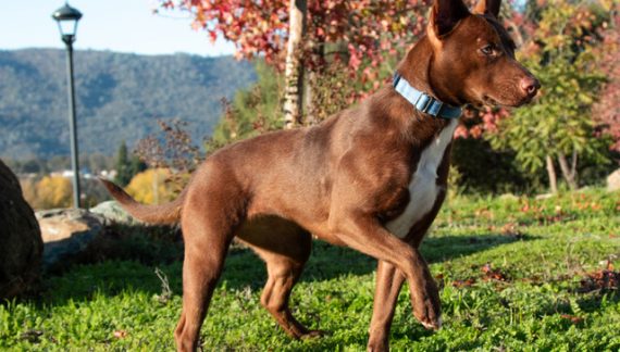 Add More Wiggles & Giggles to Your Family Today!