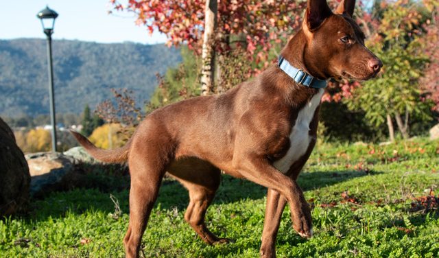 Add More Wiggles & Giggles to Your Family Today!